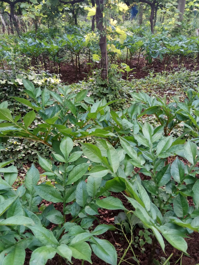 魔芋二代种子