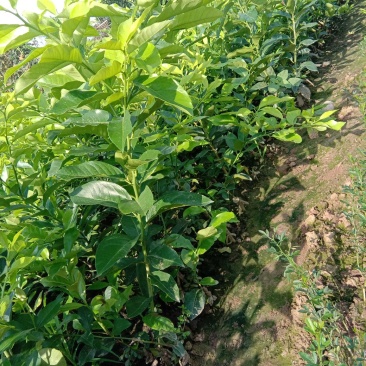 柠檬苗优力克25～40公分