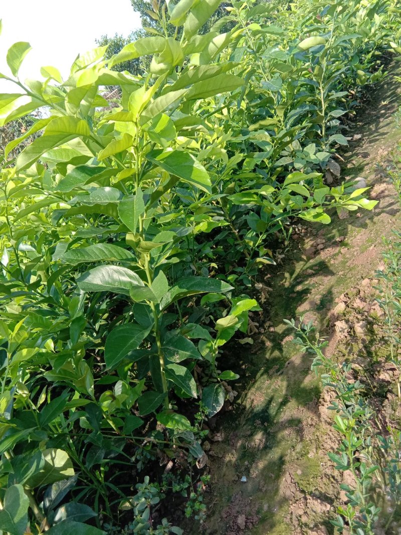 柠檬苗优力克25～40公分