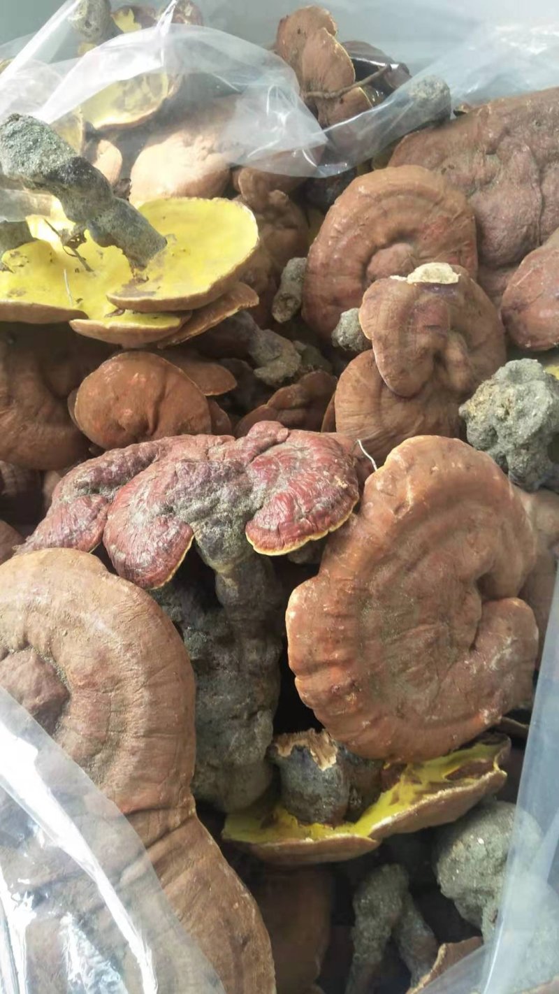 高仿高效药用赤灵芝统选货，仿野生高密度仿野生！