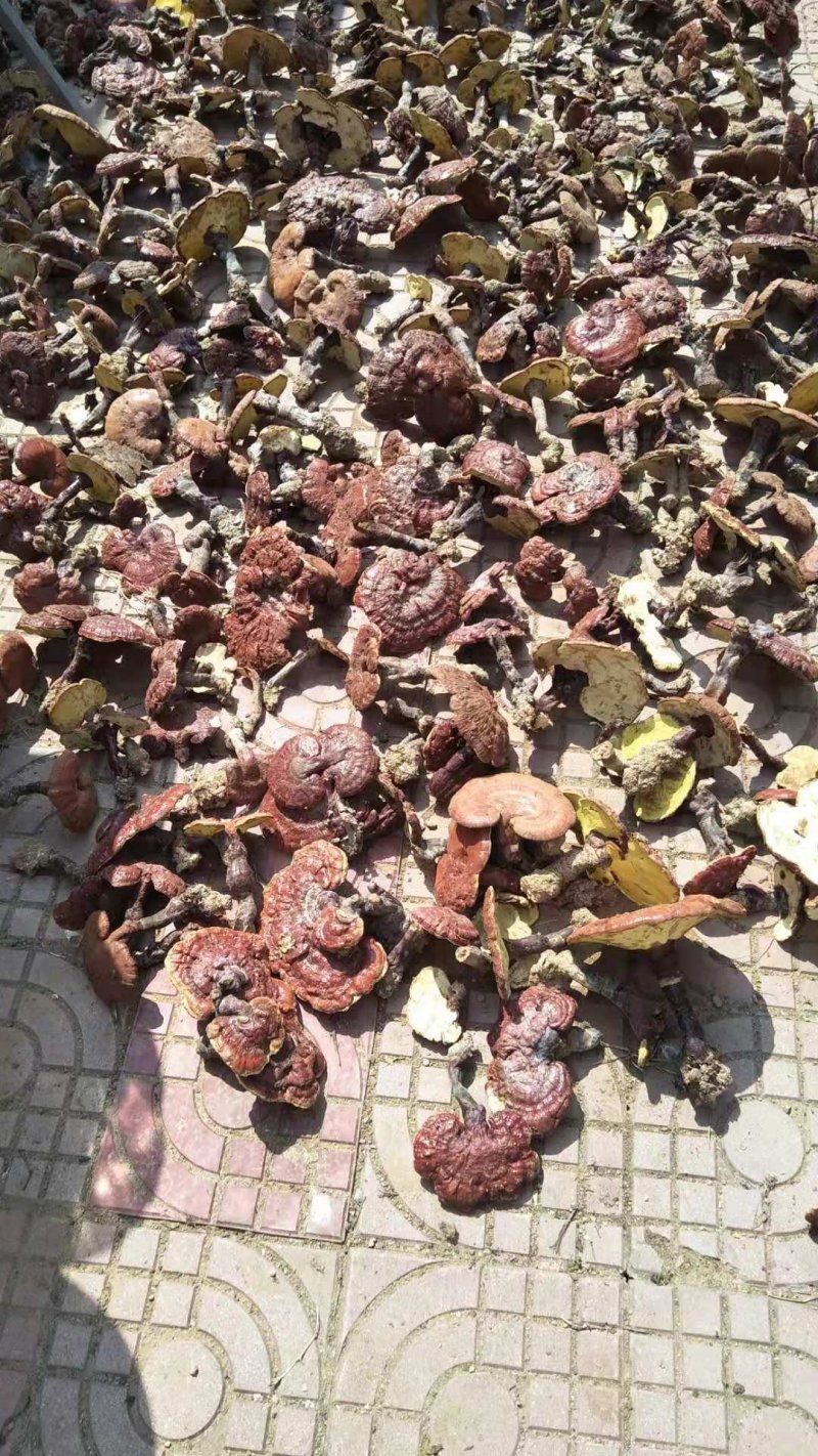 高仿高效药用赤灵芝统选货，仿野生高密度仿野生！