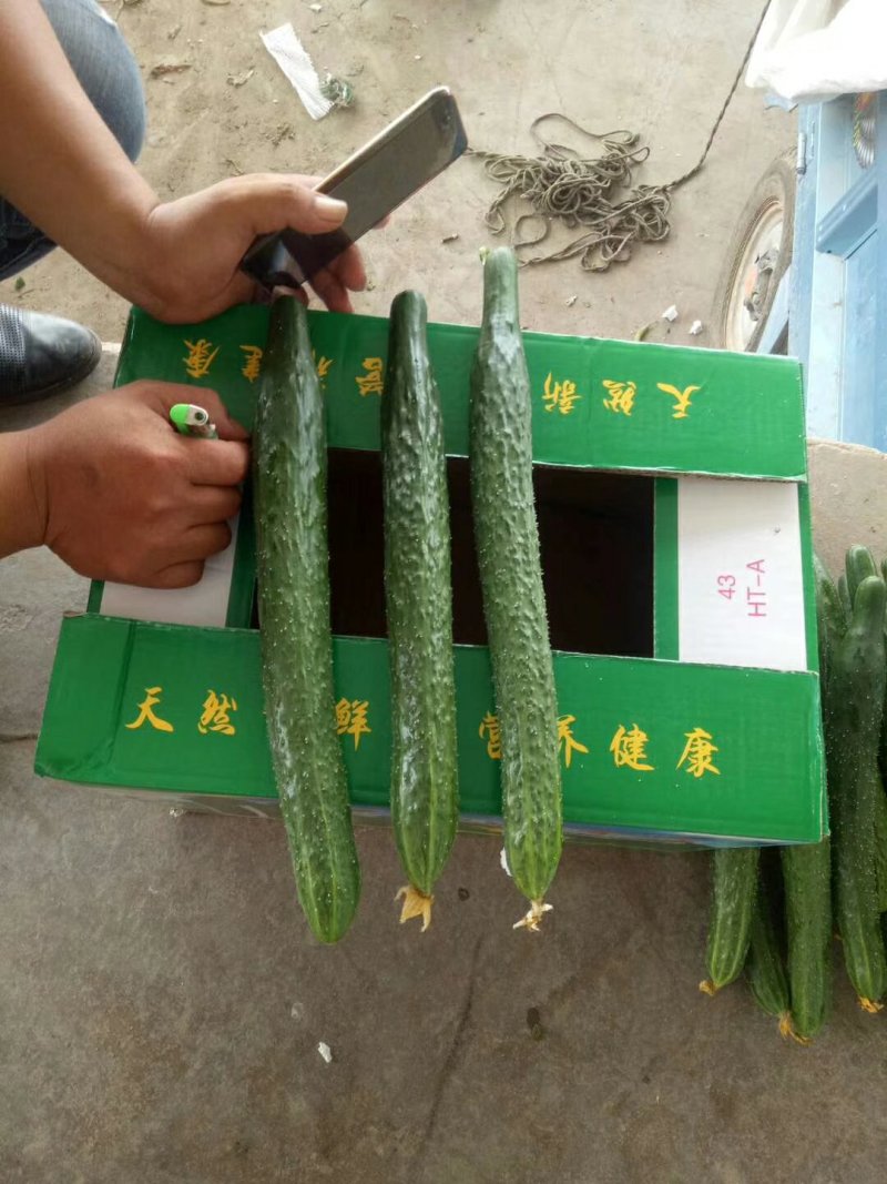 黄瓜