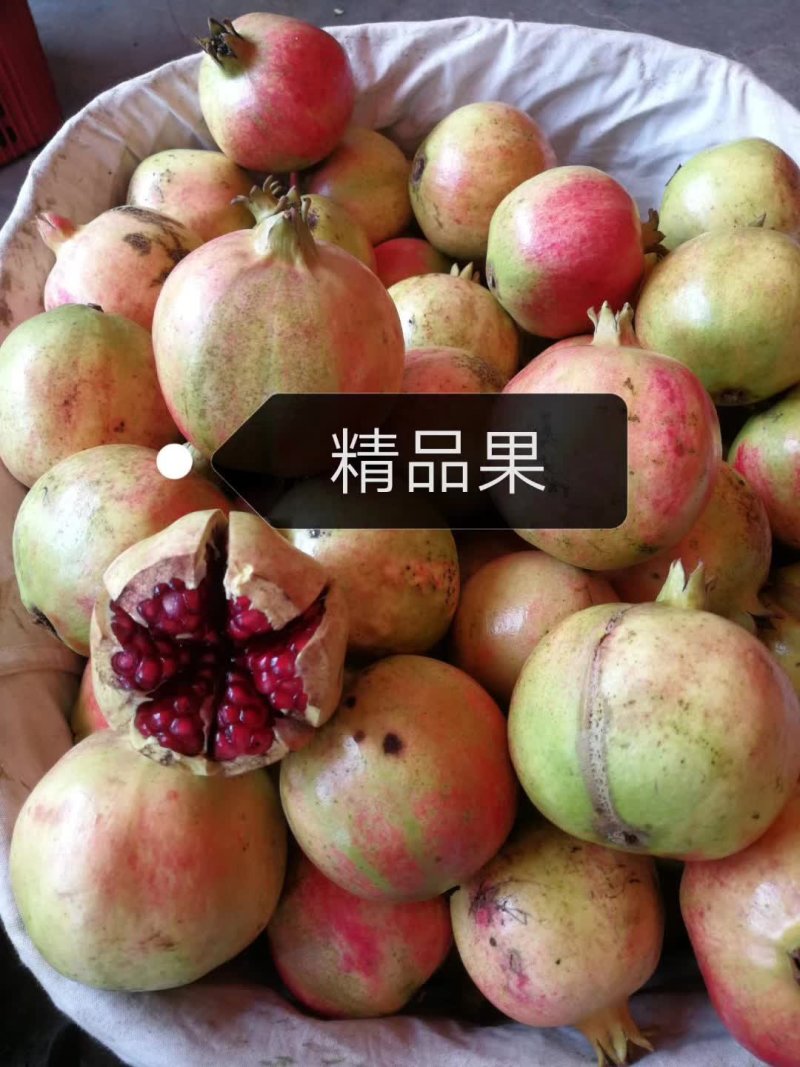 软子石榴供应