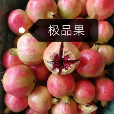 软子石榴供应