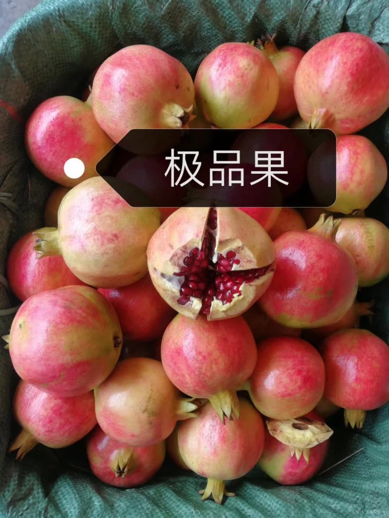 软子石榴供应