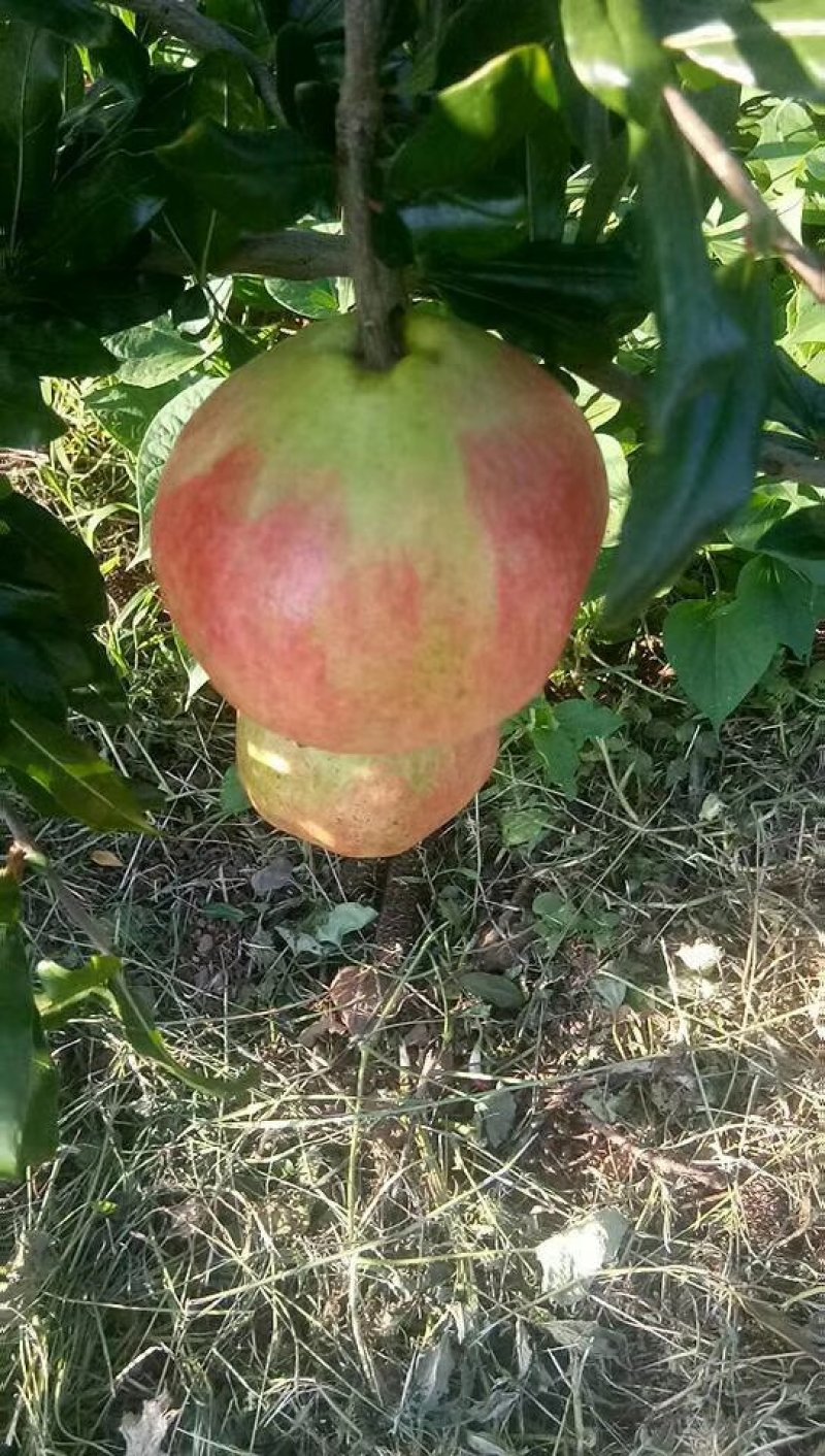 软子石榴供应