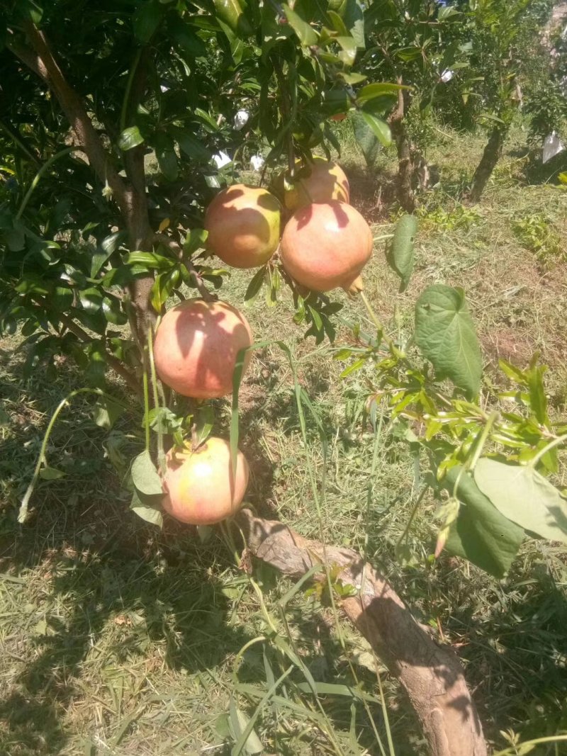 软子石榴供应
