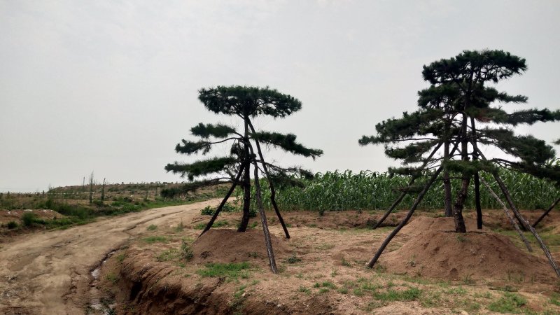 造型松