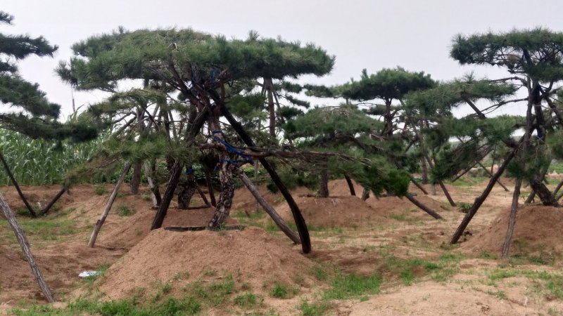 造型松