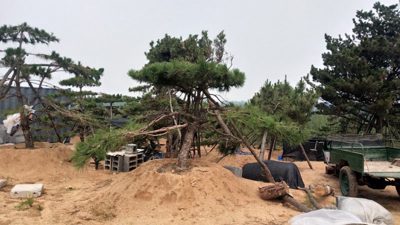 造型松