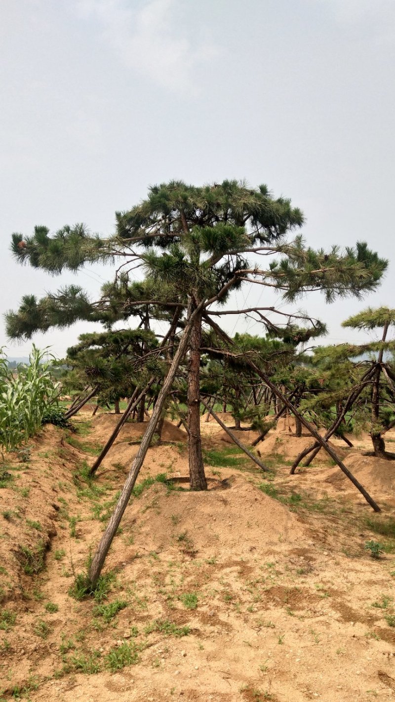 造型松