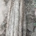 2022年新九斤黄山药