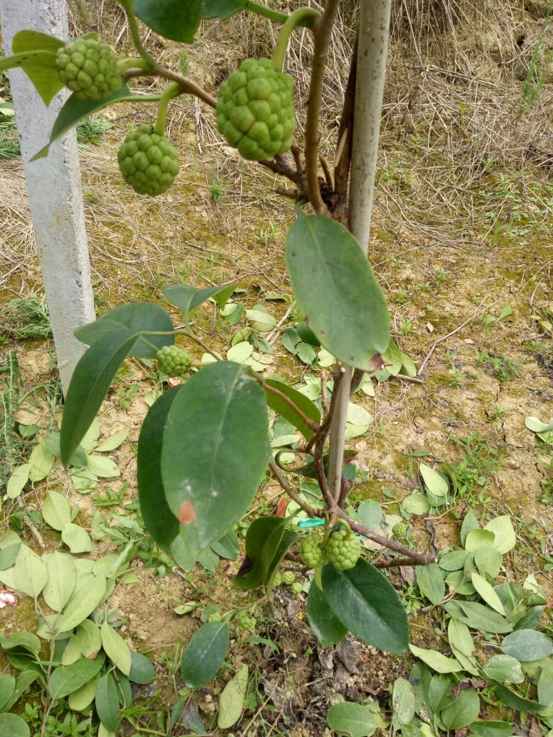 黑老虎