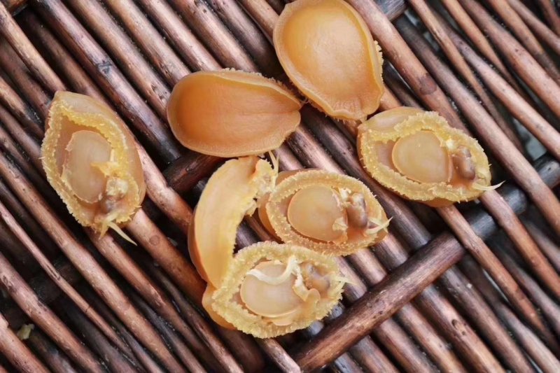 100头鲍鱼干