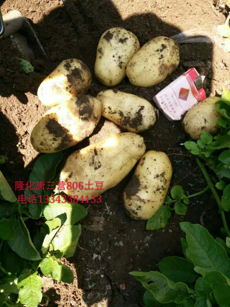 隆化土豆806，自己种的