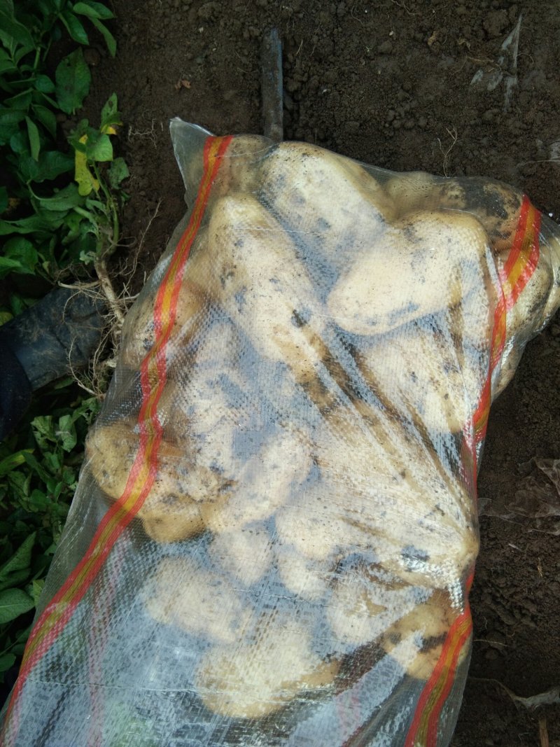 隆化土豆806，自己种的