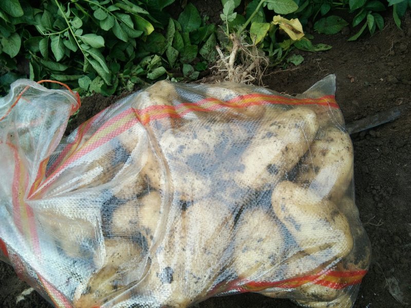 隆化土豆806，自己种的