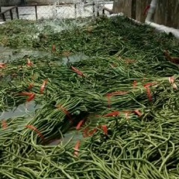 长豆角大量上市中！质量很好！主要蔬菜基地！