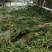 长豆角大量上市中！质量很好！主要蔬菜基地！