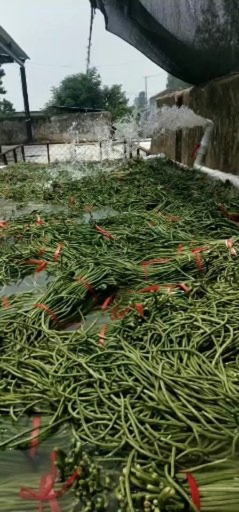 长豆角大量上市中！质量很好！主要蔬菜基地！