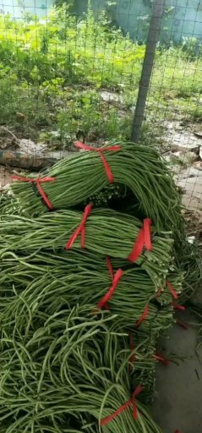 长豆角大量上市中！质量很好！主要蔬菜基地！