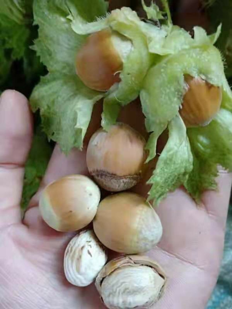 平欧大果榛子鲜果，达维，长毛品种鲜果，