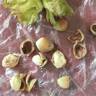 平欧大果榛子鲜果，达维，长毛品种鲜果，