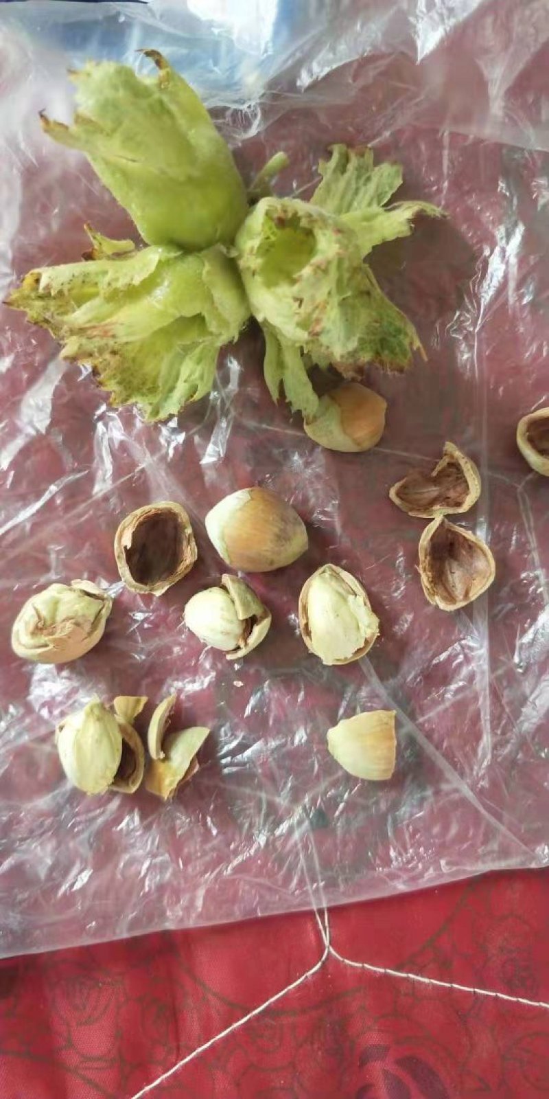 平欧大果榛子鲜果，达维，长毛品种鲜果，