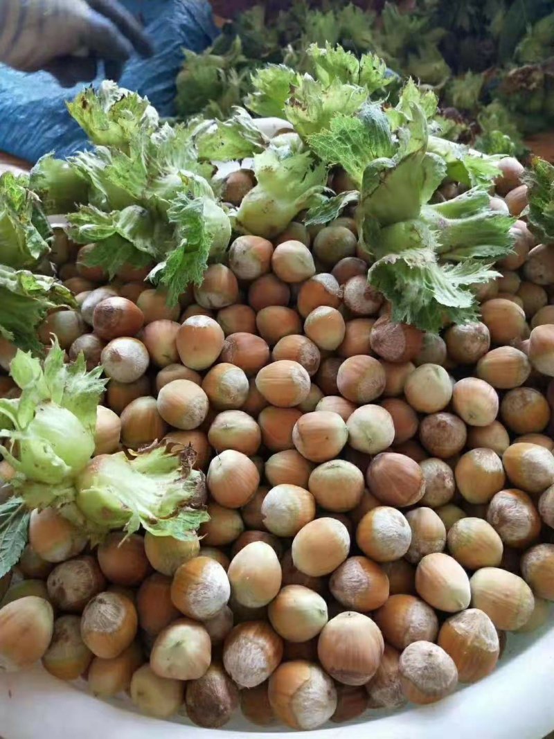 平欧大果榛子鲜果，达维，长毛品种鲜果，