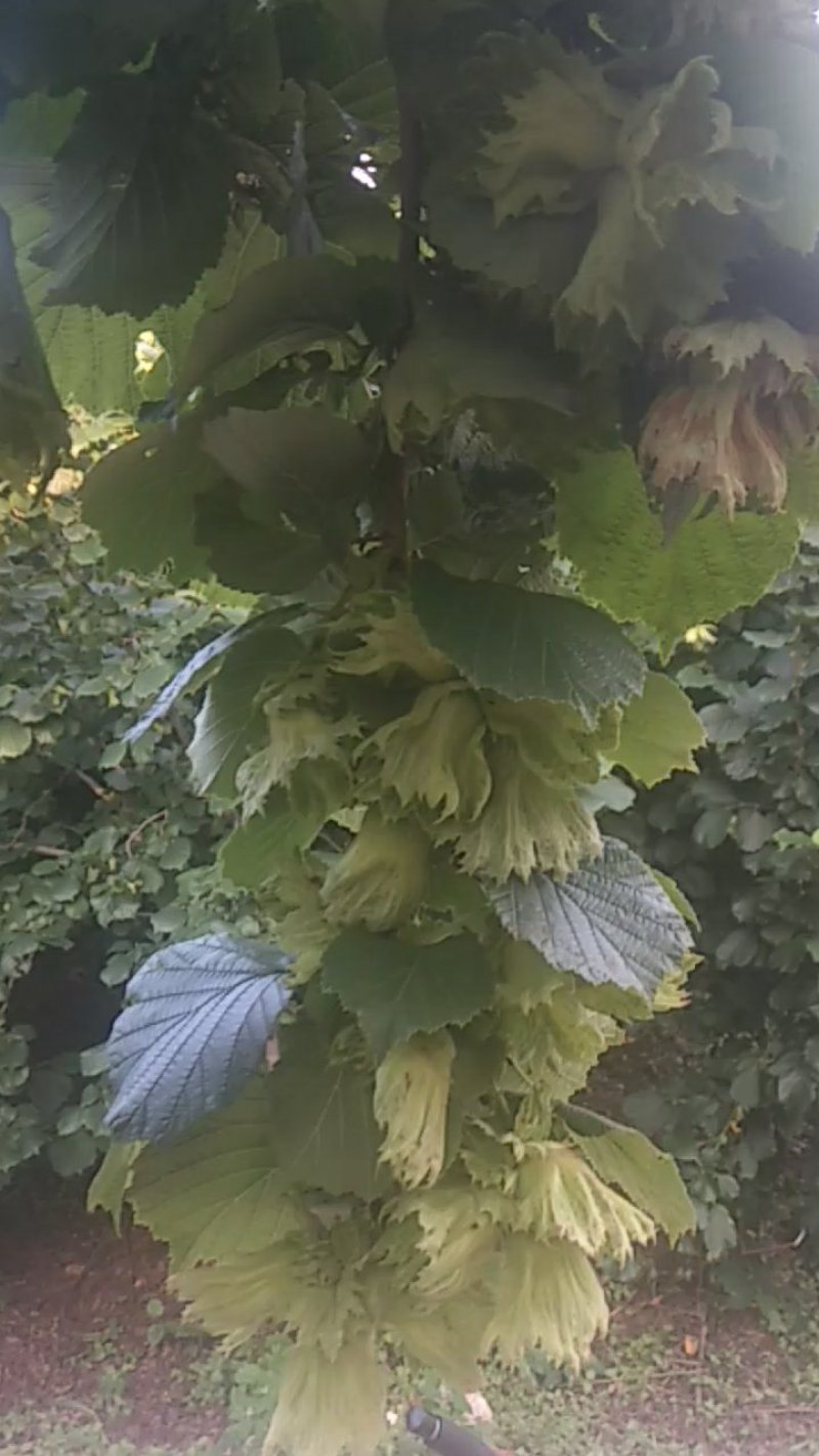 平欧大果榛子鲜果，达维，长毛品种鲜果，