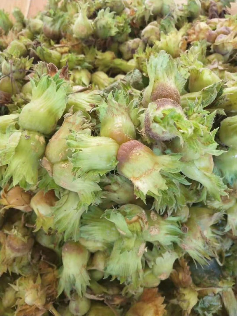 平欧大果榛子鲜果，达维，长毛品种鲜果，
