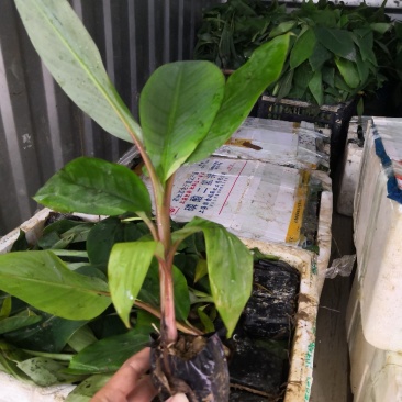 供应红美人香蕉苗，红皮香蕉苗。