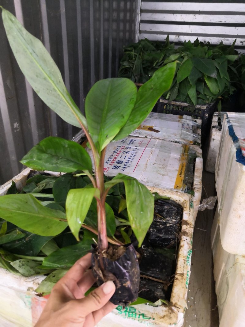 供应红美人香蕉苗，红皮香蕉苗。