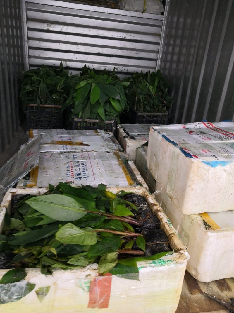 供应红美人香蕉苗，红皮香蕉苗。