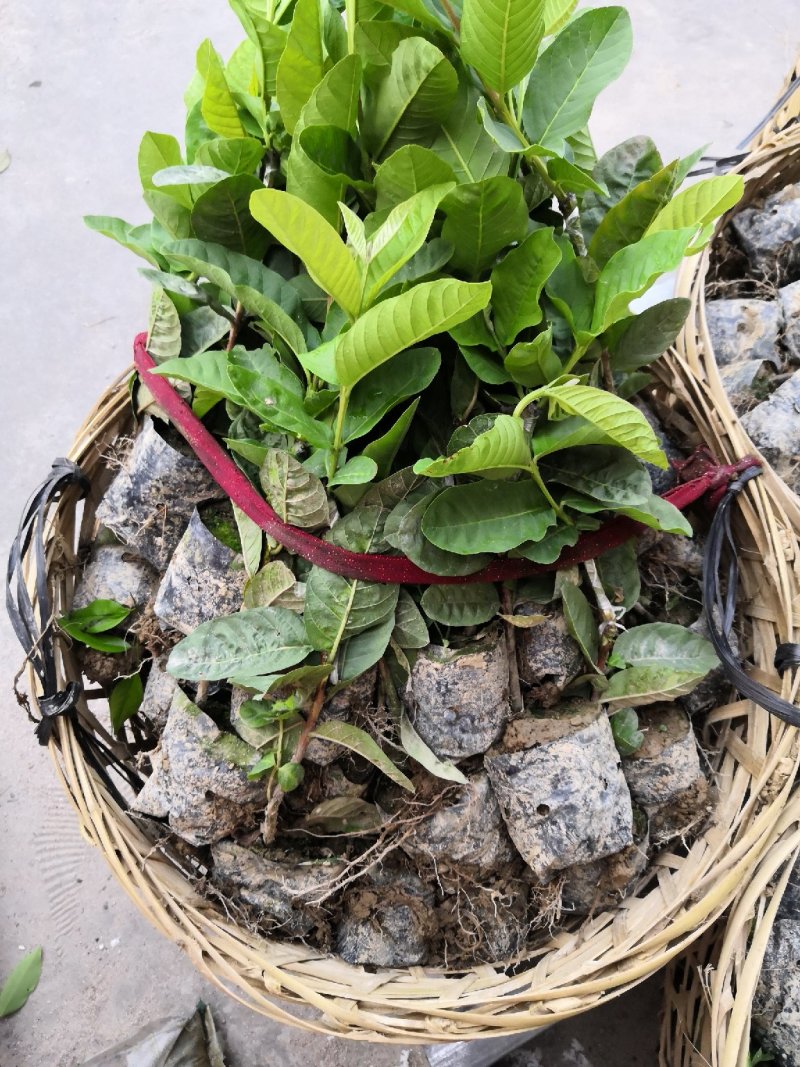 供应珍珠番石榴苗，珍珠白芭乐苗。