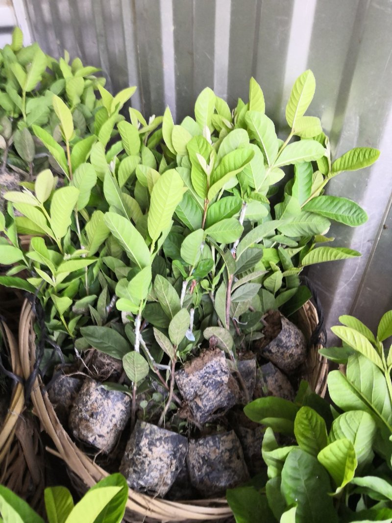 供应珍珠番石榴苗，珍珠白芭乐苗。