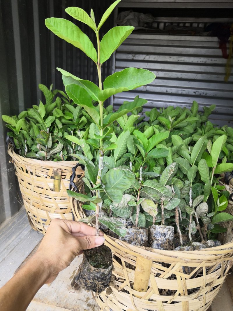 供应珍珠番石榴苗，珍珠白芭乐苗。