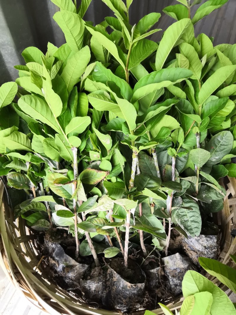 供应珍珠番石榴苗，珍珠白芭乐苗。