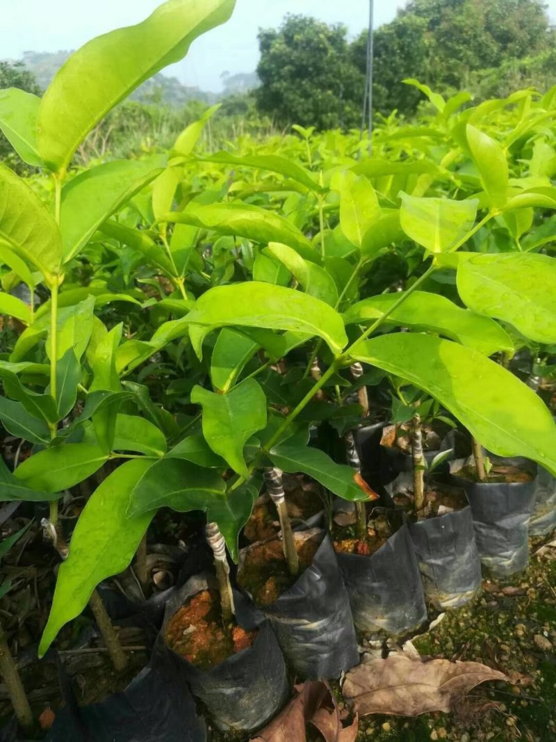 供应台湾黑糖芭比莲雾苗，甜度最高的莲雾