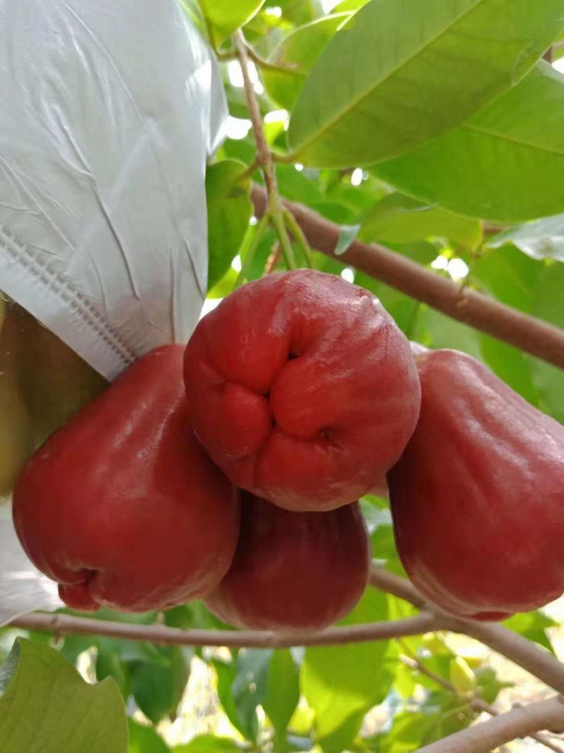 供应台湾黑糖芭比莲雾苗，甜度最高的莲雾