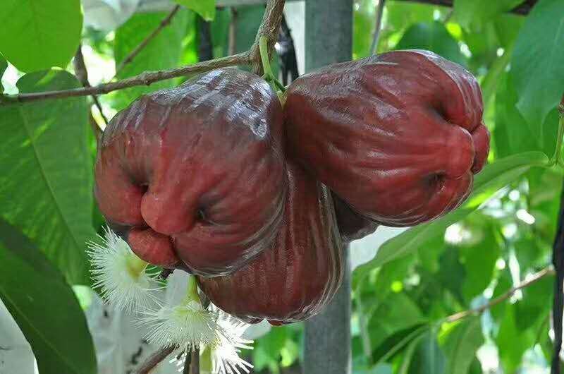 供应台湾黑糖芭比莲雾苗，甜度最高的莲雾