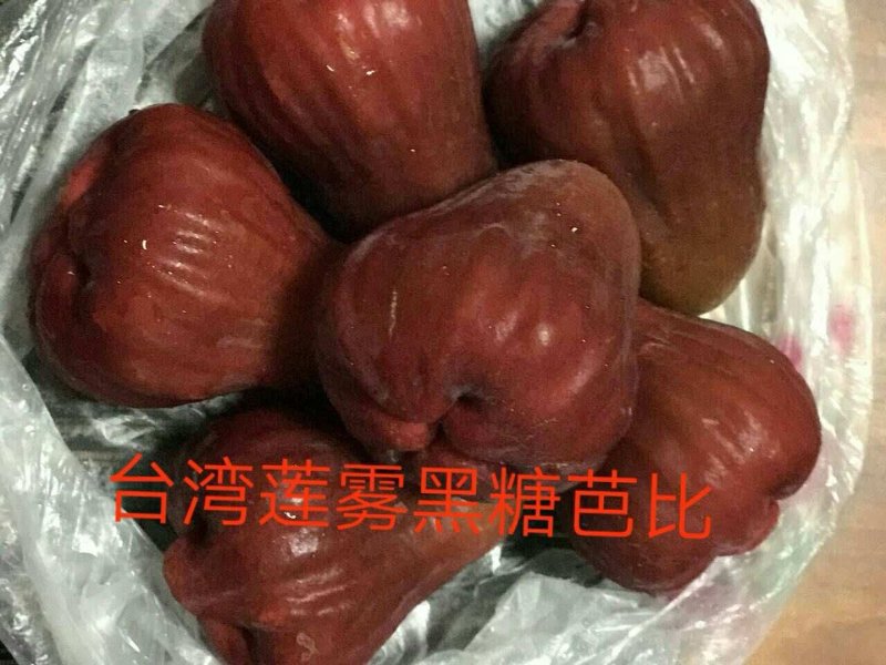 供应台湾黑糖芭比莲雾苗，甜度最高的莲雾