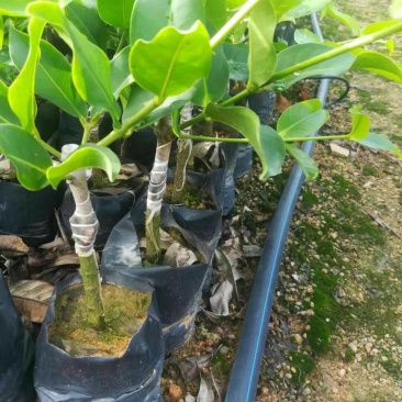 供应台湾黑糖芭比莲雾苗，甜度最高的莲雾