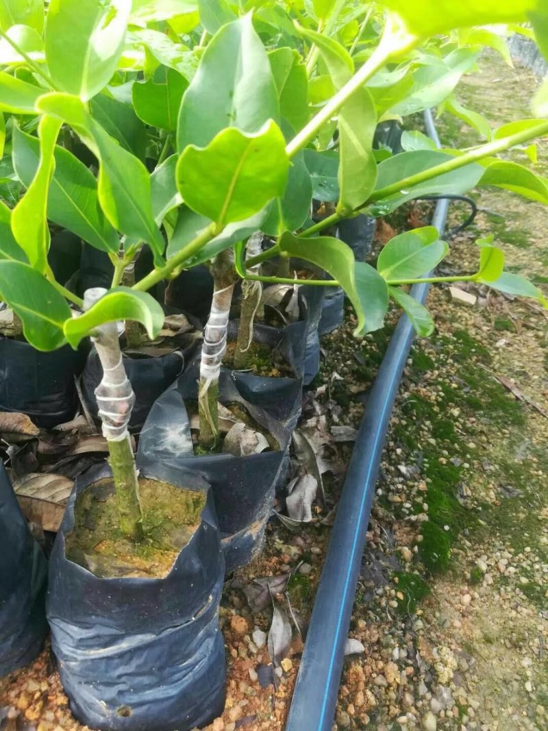 供应台湾黑糖芭比莲雾苗，甜度最高的莲雾