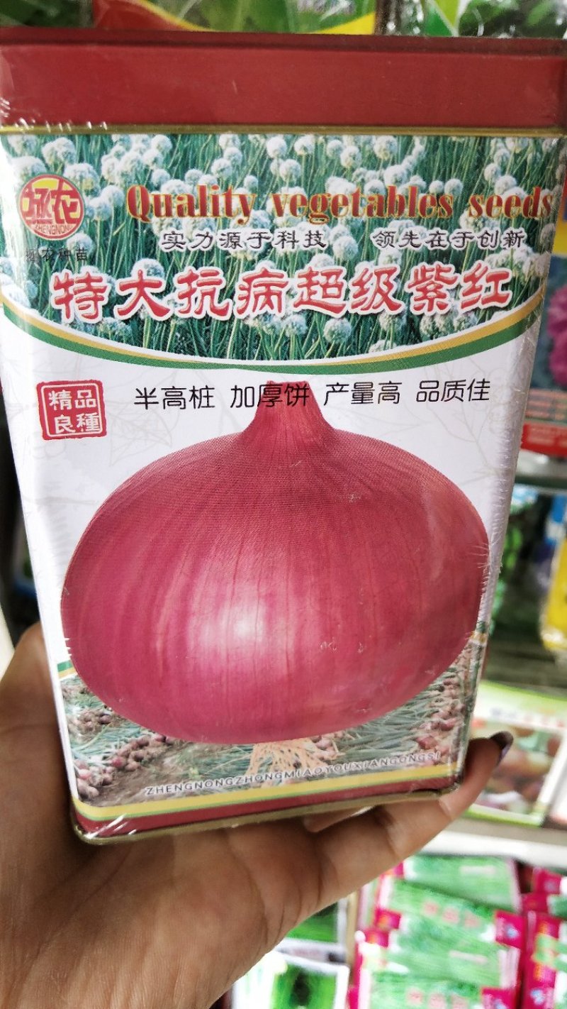 洋葱种子圆底平底红满地红皮洋葱种子都是当年新种子