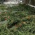 长豆角80厘米以上！我们这里是蔬菜基地！欢迎新老客户前来