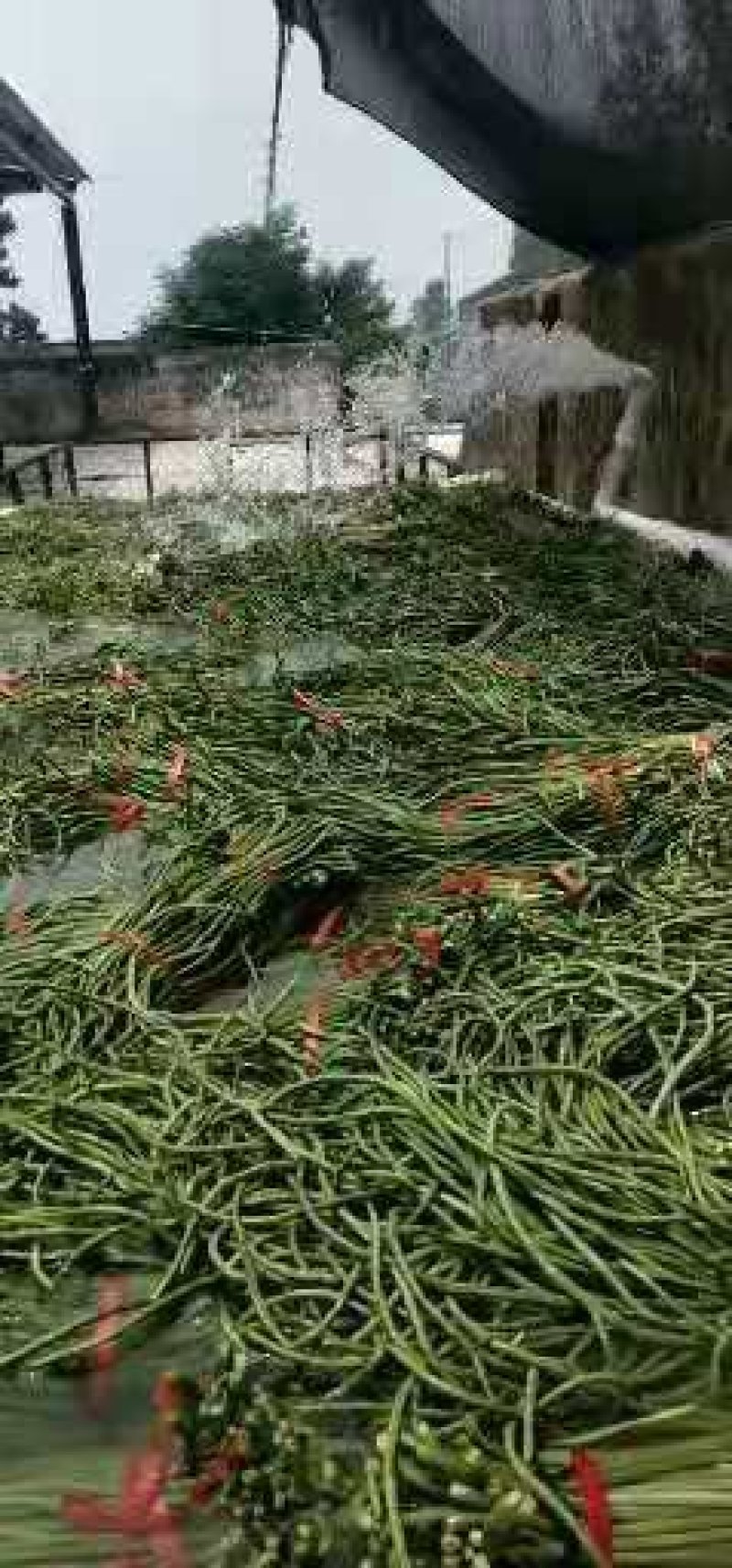长豆角80厘米以上！我们这里是蔬菜基地！欢迎新老客户前来