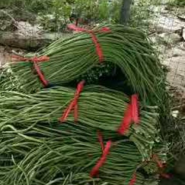 长豆角80厘米以上！我们这里是蔬菜基地！欢迎新老客户前来