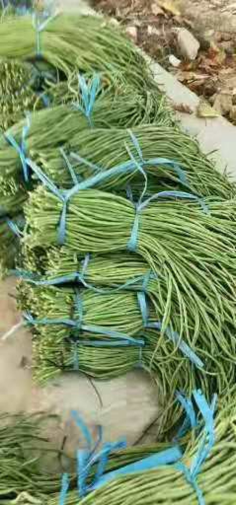 长豆角80厘米以上！我们这里是蔬菜基地！欢迎新老客户前来