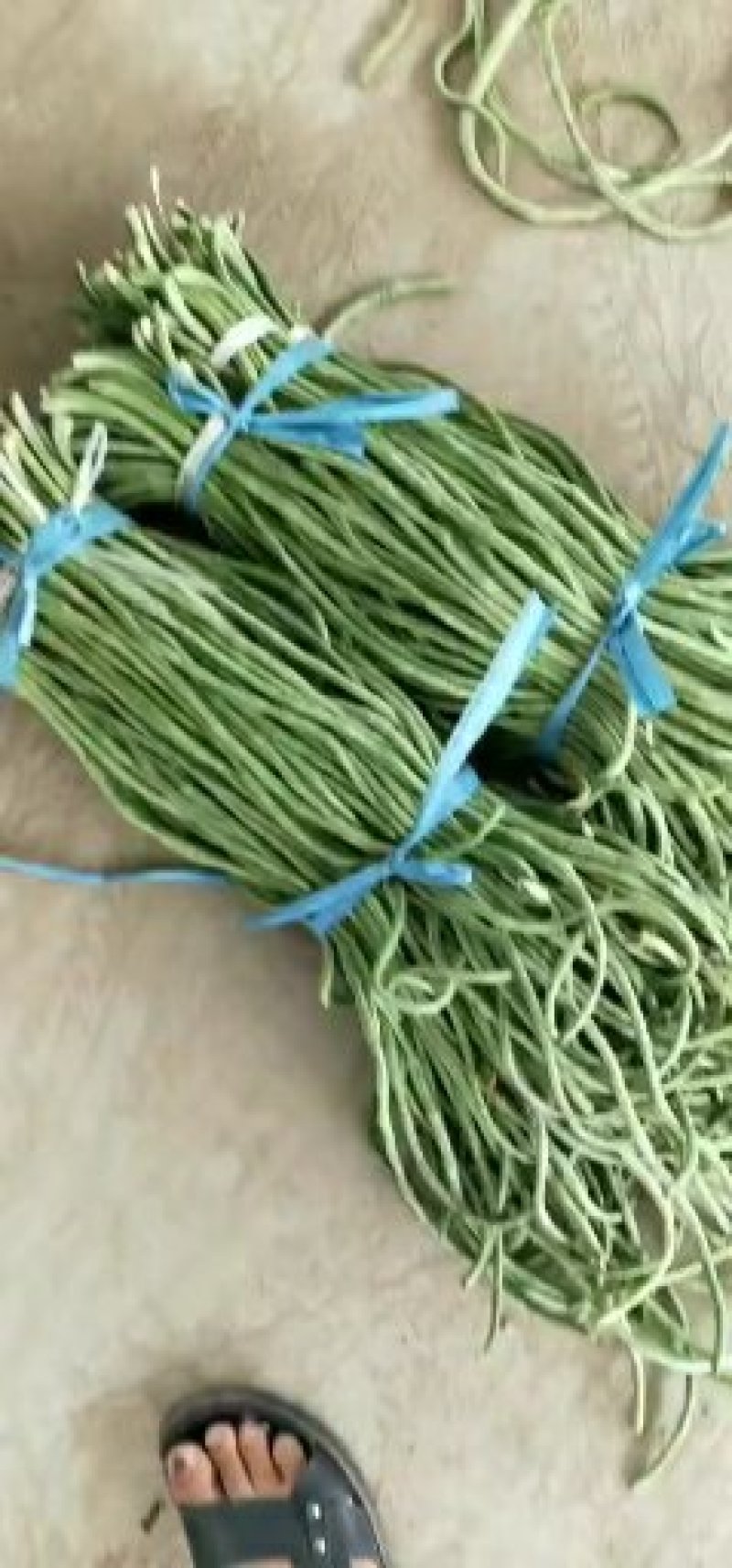 长豆角80厘米以上！我们这里是蔬菜基地！欢迎新老客户前来